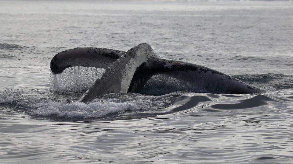 Mirissa: Morning Whale Watching Tour - Whale Sightings