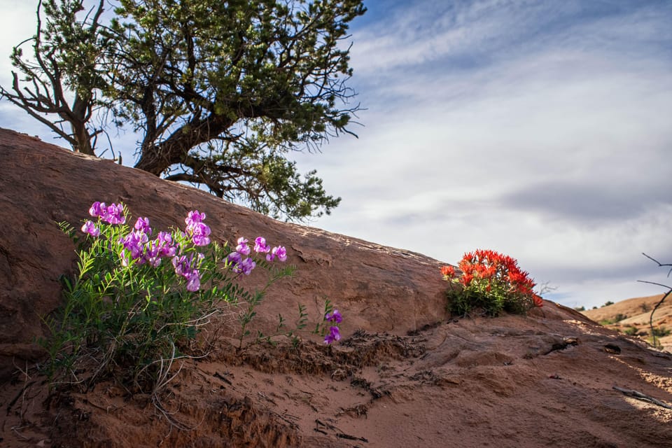 Moab: Fins and Things Canyoneering Adventure Tour - Booking Your Adventure