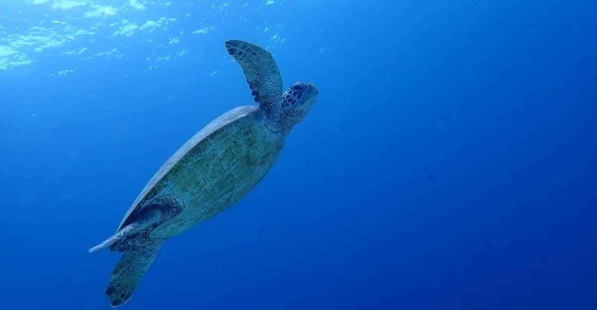 Moalboal Sardine Run, Sea Turtle & Mantayupan Falls - Highlights From Reviews