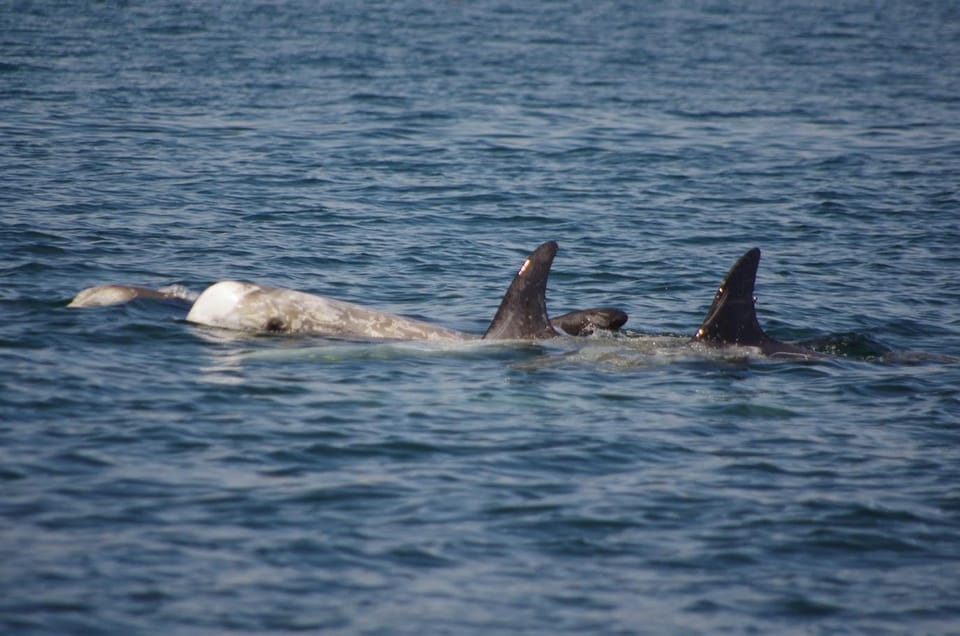 Monterey: Private Whale Watching/Sailing Tour for 6 - Amenities and Inclusions