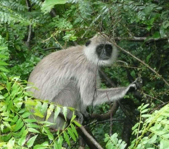 Multi-Day Tour: Udawalawe National Park Elephant Safari - Customer Reviews