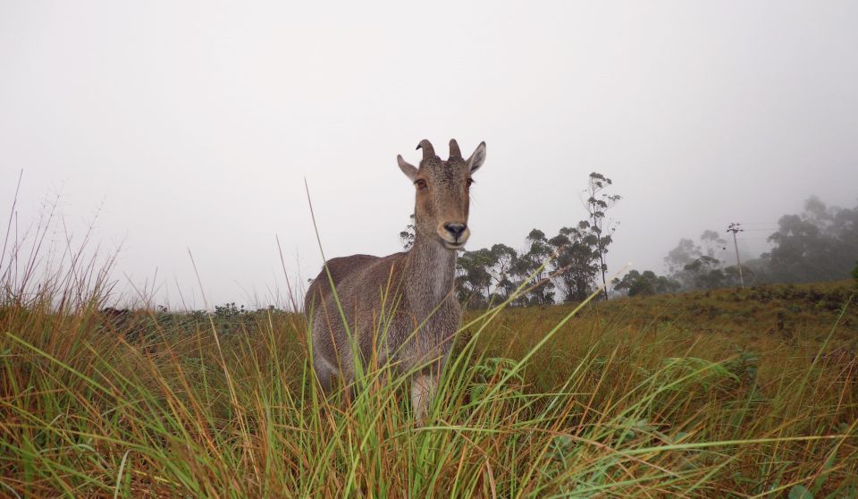 Munnar Birding and Bird Photography Trip - Frequently Asked Questions