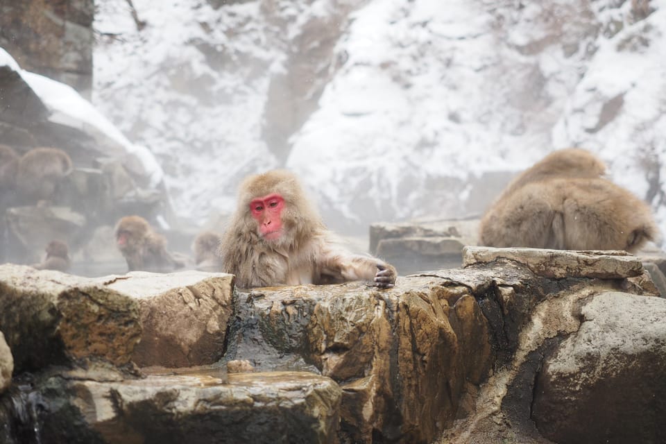 Nagano: Snow Monkey Park, Zenkoji One Day Private Tour - Important Information