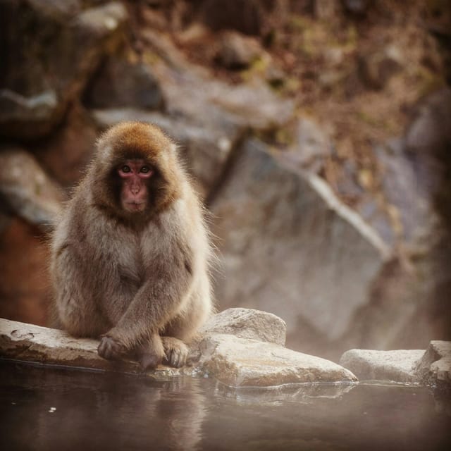 Nagano: Snow Monkeys, Zenkoji Temple & Sake Customized Trip - Customer Testimonials