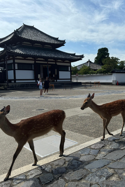 Nara: Discover Every Bit of Tohdaiji-Temple in 2 Hours - Meeting Point and Guide