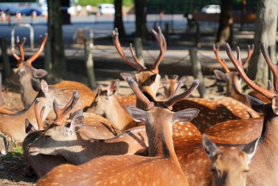 Nara Early Bird Tour (Kyoto Station Departure) - Tips for Participants