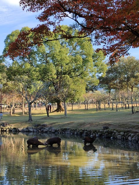 Nara Imaginary Experience - Highlights of Nara