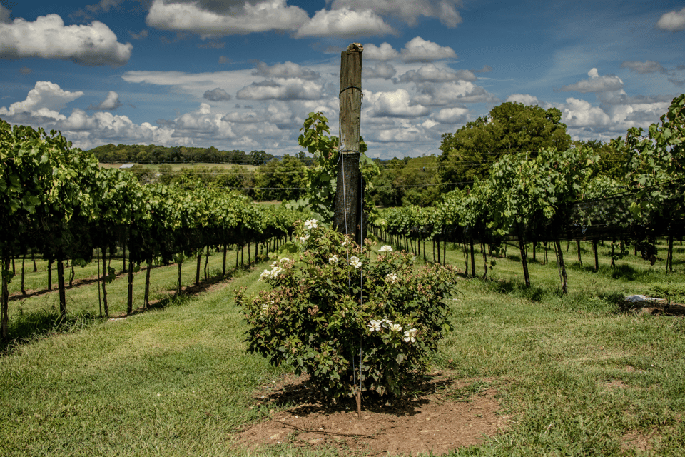 Natchez Trace Parkway: Scenic Routes Driving Tour - Explore Helen Kellers Childhood Home