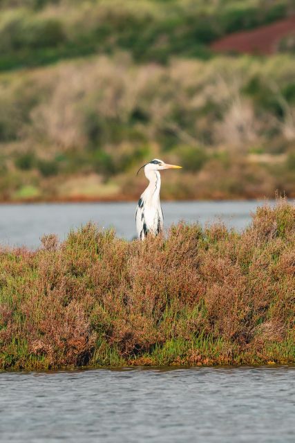 Natural Park of Albufera Des Grau: Hiking & Bird Watching - Additional Tips