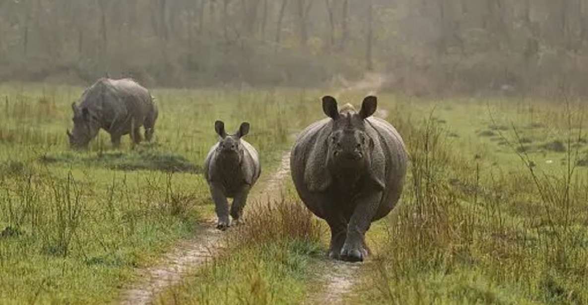 Nature Jungle Safari in Chitwan National Park 2 Night 3 Days - Frequently Asked Questions