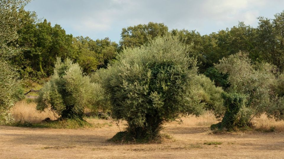 North Corfu Olive Tour With Olive Oil Tasting and Meze - Olive Oil Tasting and Meze