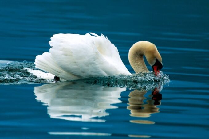 NP Krka Tour With Boat Ride and Swimming in Skradin Town - Duration and Cancellation Policy