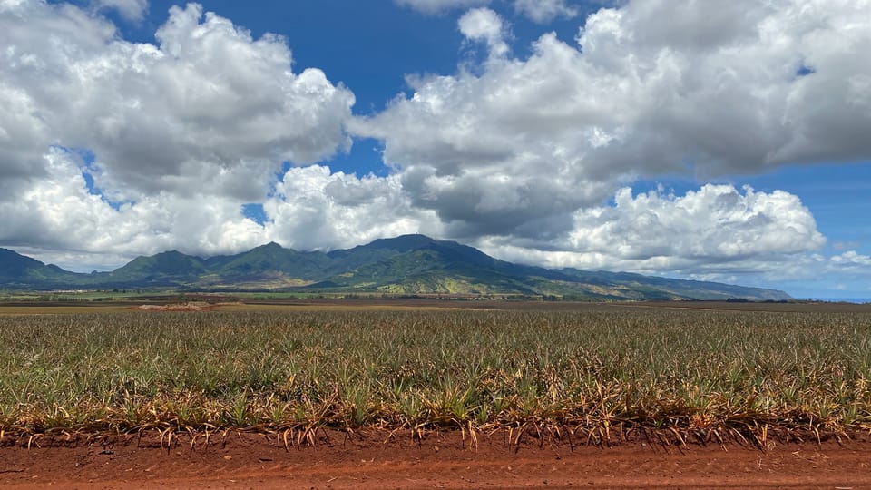 Oahu: Private Full-Day Foodie & Sightseeing Tour - Customer Reviews