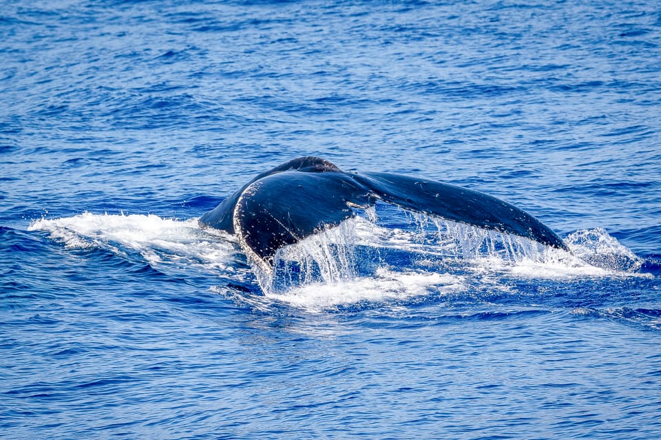 Oahu: Whale Watching Excursion From Ala Wai Harbor - Pricing and Cancellation Policy