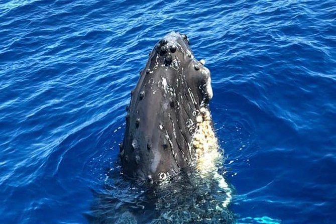 Oahu Whale Watching Excursion - Customer Reviews and Ratings