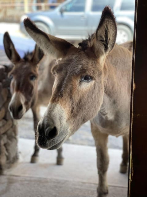 Oatman / RT66 3 in 1 Combo Tour - Recommendations for Tourists