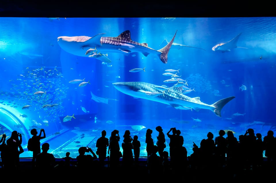 Okinawa: Bus Tour to Churaumi Aquarium With Sightseeing - Nearby Attractions