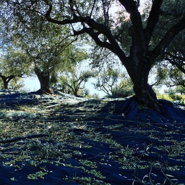 Olive Grove Tour & Olive Oil Tasting and Lunch in Messinia - Additional Tour Options