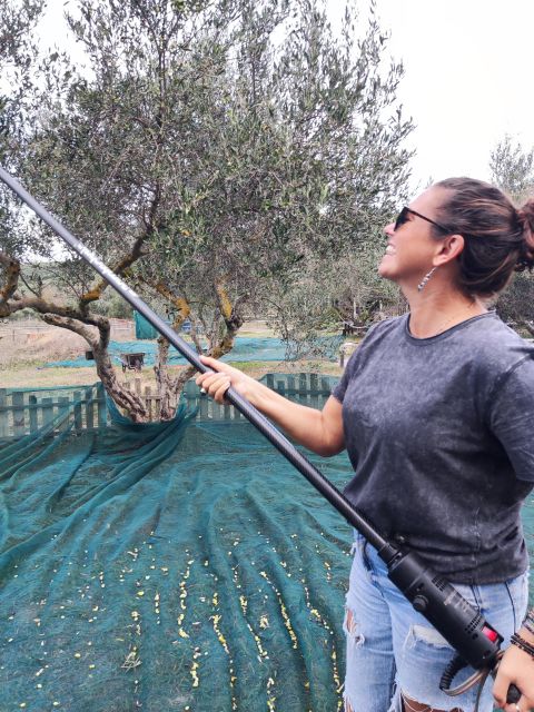 Olive Harvesting & Olive Oil Tasting - Group Size and Languages