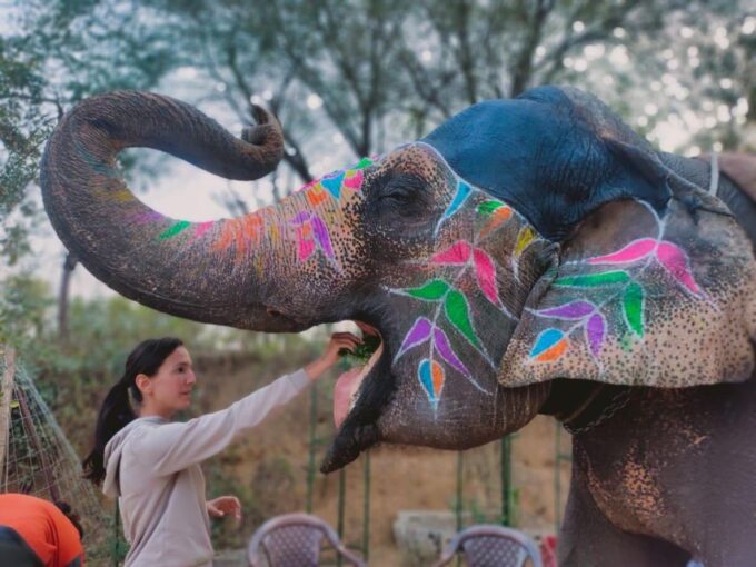 One Day Tour in Pink City Jaipur With Guide - Customer Feedback and Reviews
