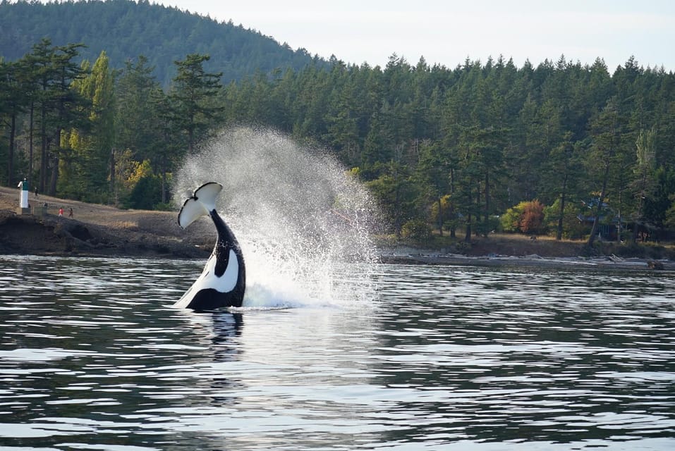 Orcas Island: Whale and Orca Guided Speedboat Tour - Success Rate and Reviews