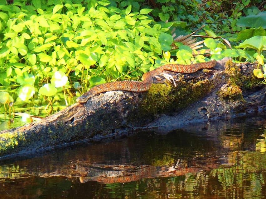 Orlando Alligator Experience: Day-Trip From Orlando - Private Tours and Overnight Trips