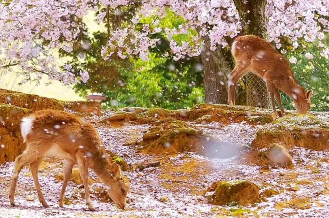 Osaka: Kyoto and Nara UNESCO World Heritage Sites Day Trip - Pricing Information