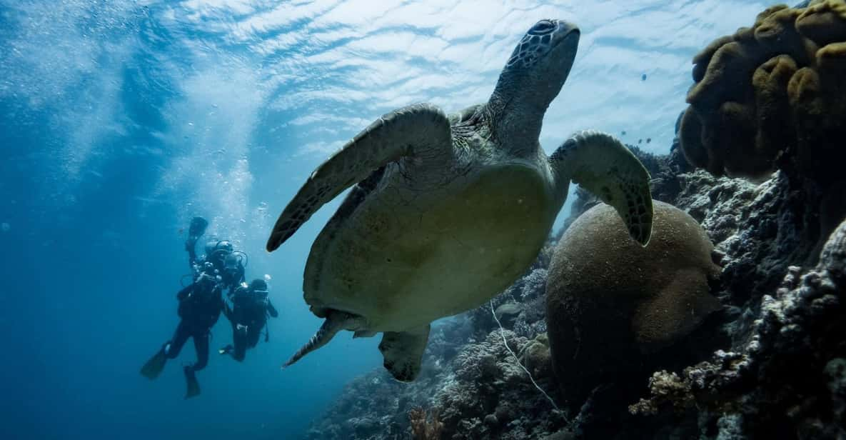 Oslob Whale Shark & Moalboal Snorkeling - Additional Snorkeling Spots