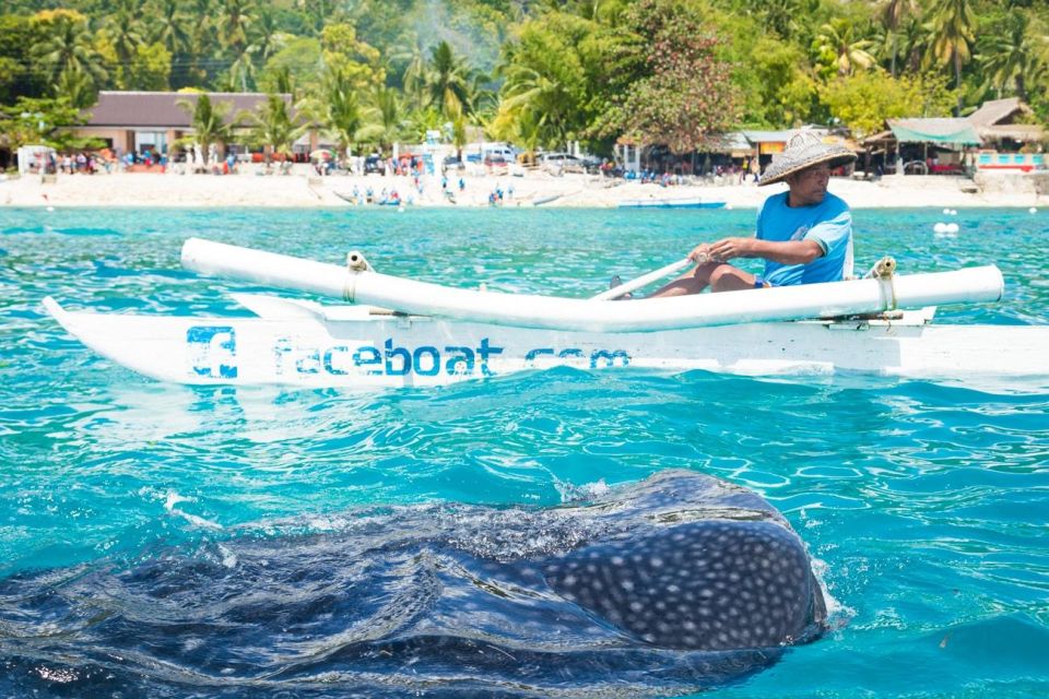 Oslob Whale Shark Snorkeling & Island Hopping to Sumilon - Important Restrictions