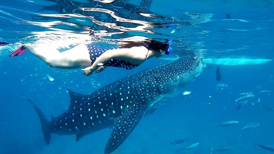 Oslob: Whale Shark Watching Experience - Ethical Considerations