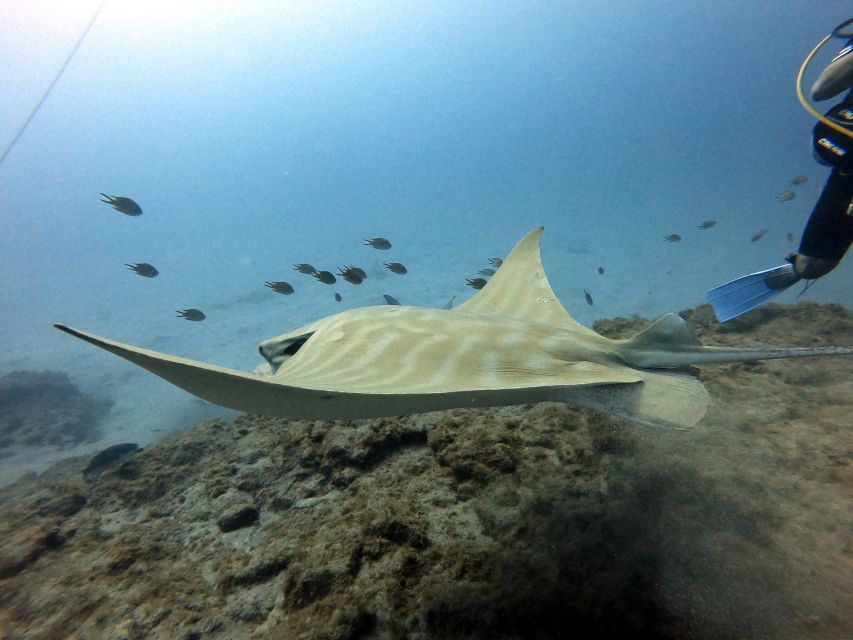 PADI Open Water Diving Course Tenerife - Accessibility and Restrictions