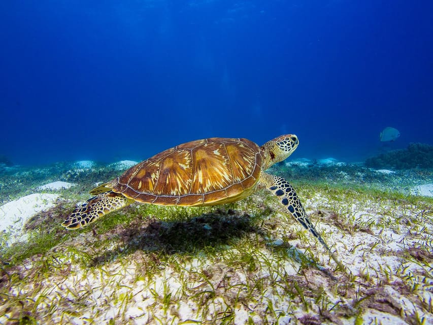 Pamilacan Island: Dolphins, Snorkel, Lunch and Walking Tour - Taking in Local Hospitality