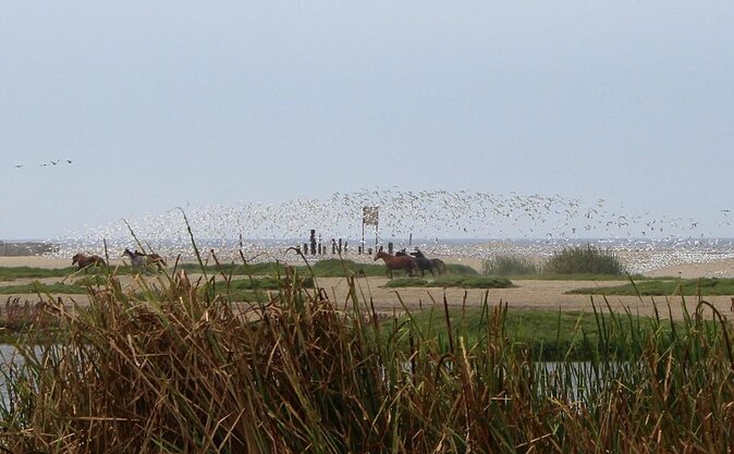 Pantanos De Villa Wildlife Refuge Tour in Lima - Tour Highlights