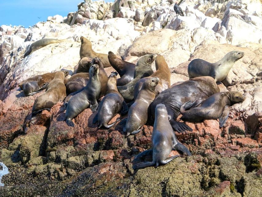 Paracas: Observation of Marine Fauna in Ballestas Islands - Customer Experiences