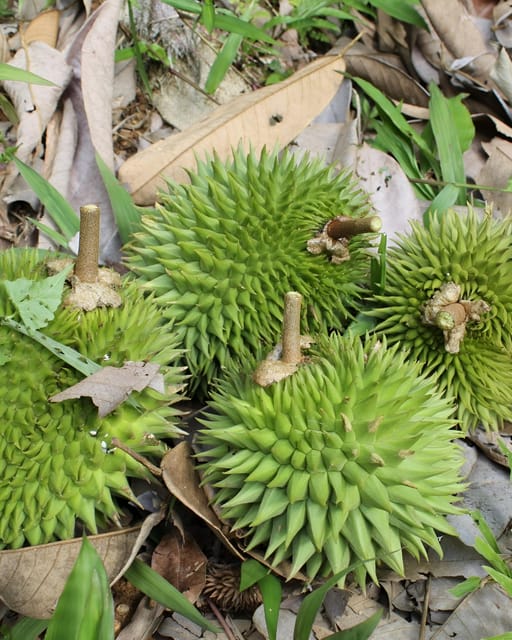 Penang: Tropical Fruit Farm Ticket - Reviews and Ratings