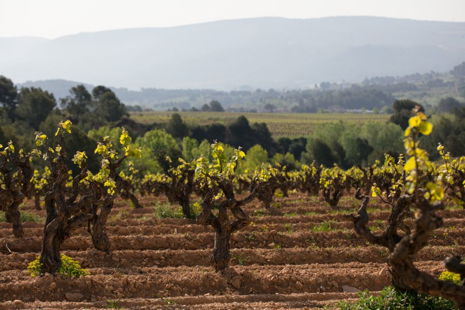 Penedes Wine Cellar Visit With Tasting From Barcelona - Pricing and Availability