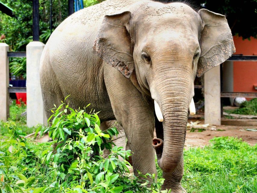 Phnom Tamao Wildlife Center & Buddha Kiri Cambodia Day Tour - What to Expect