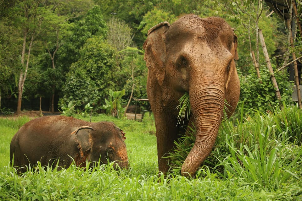 Phuket: Elephant Nature Reserve Entry Ticket and Guided Tour - Activity Details