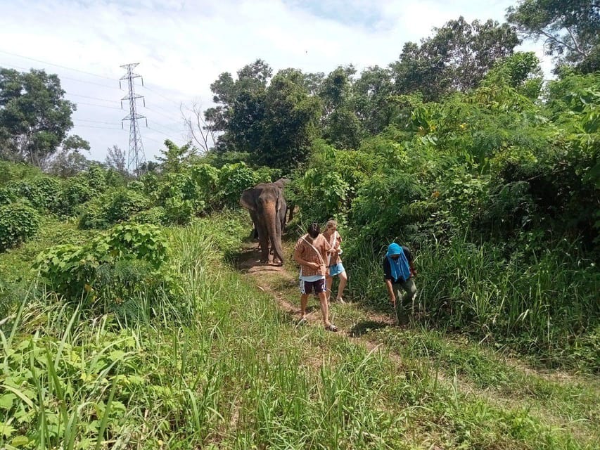 Phuket: Walk and Plant at Elephant Nature Park Visit - Cancellation Policy