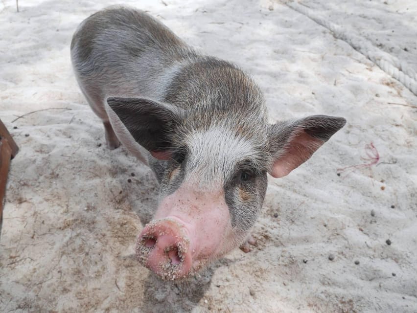 Pig Island(Koh Mudsum) and Koh Tan Half Day Snorkeling Tour - Visiting the Islands