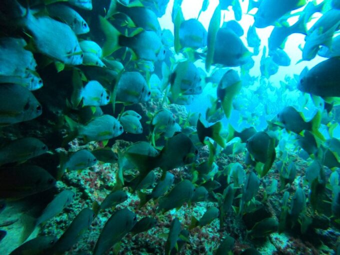 Playa Del Ingles: Discover Scuba Diving - Free Transfers - Suitability and Requirements