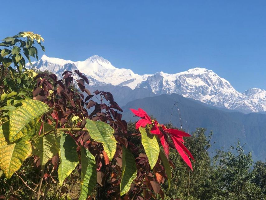 Pokhara: Sunrise Tour to Sarangkot - Booking Information