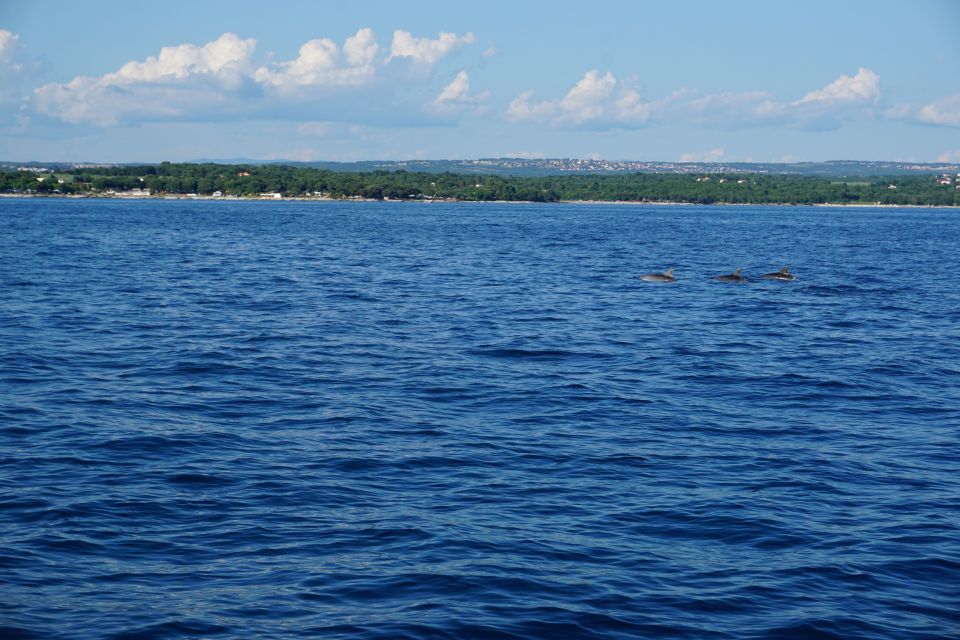 Poreč: Dolphin Spotting Cruise With Included Drinks - Dolphin Sightings and Observation