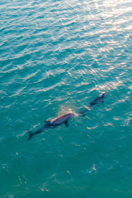 Portisco: Dolphin Watching Boat Tour - Frequently Asked Questions