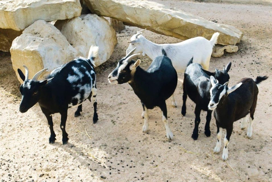 Postcards of Boa Vista 4x4 Tour With Shipwreck & Local Lunch - Boa Vista Biodiversity Center