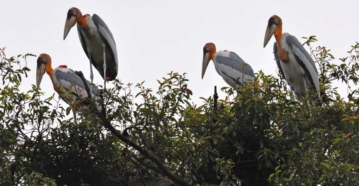 Prek Toal Bird Sanctuary and Great Lake Tour in Cambodia - Customer Reviews and Ratings