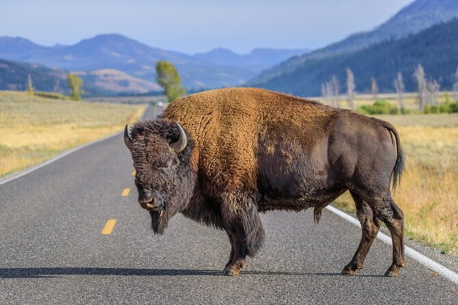 Private Full-Day Yellowstone National Park Tour - Accessibility and Participation