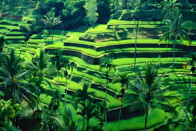 Private Half-Day Tour: The Best Ubud Half Day Trip Packages - Customer Experiences and Feedback