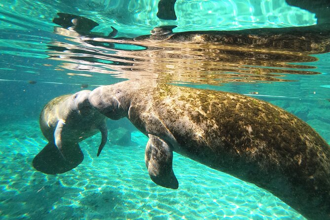Private Manatee Snorkeling Tour - Booking and Cancellation Policy