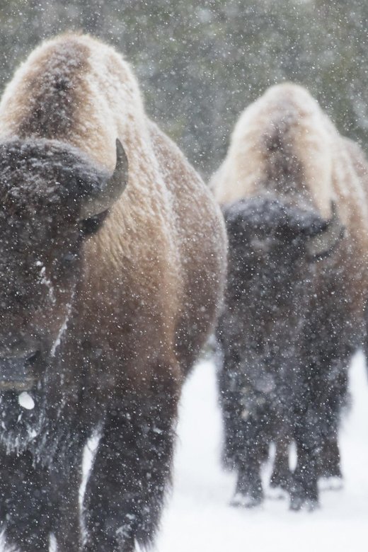 Private Tour of Yellowstone National Park - Geothermal Wonders to Explore